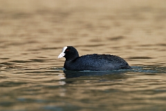 David Plant Photography - Wildlife Photographer - Coot - A