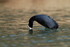 David Plant Photography - Wildlife Photographer - Coot - B