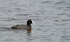 David Plant Photography - Wildlife Photographer - Coot - D
