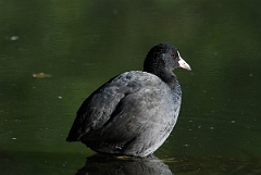 David Plant Photography - Wildlife Photographer - Coot - E