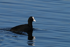 David Plant Photography - Wildlife Photography - Coot - G