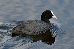 David Plant Photography - Wildlife Photography - Coot - K