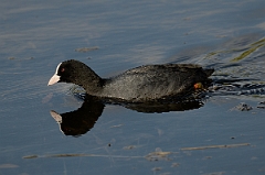 David Plant Photography - Wildlife Photography - Coot - L