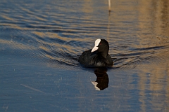 David Plant Photography - Wildlife Photography - Coot - M