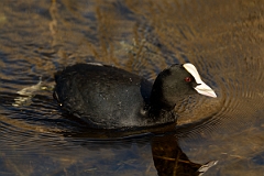 David Plant Photography - Wildlife Photography - Coot - N
