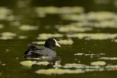 David Plant Photography - Wildlife Photography - Coot - O