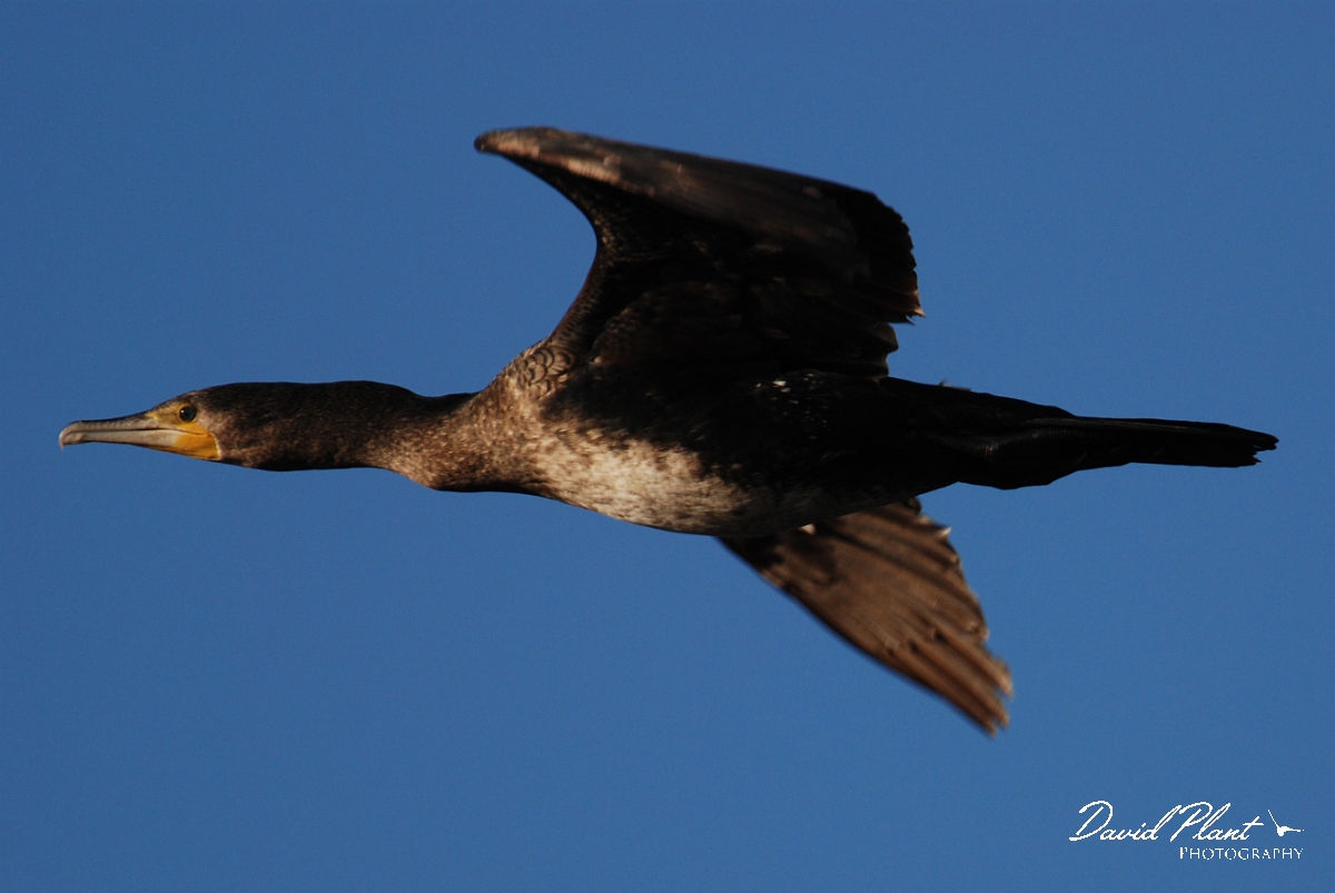 David Plant Photography - Wildlife Photographer - Cormorant in flight - A.jpg - Cormorant in flight with nesting material - Cambridgeshire