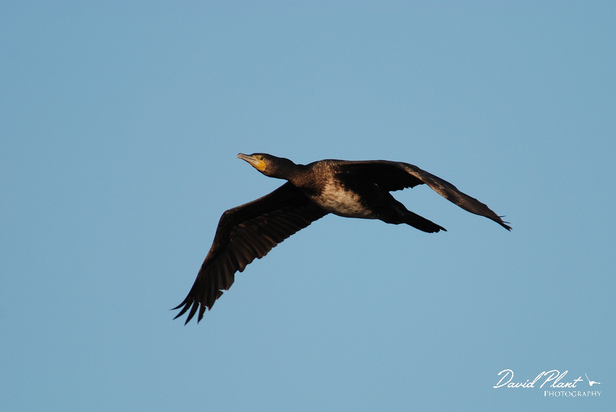 David Plant Photography - Wildlife Photographer - Cormorant in flight - B.jpg - Cormorant flying - Welney