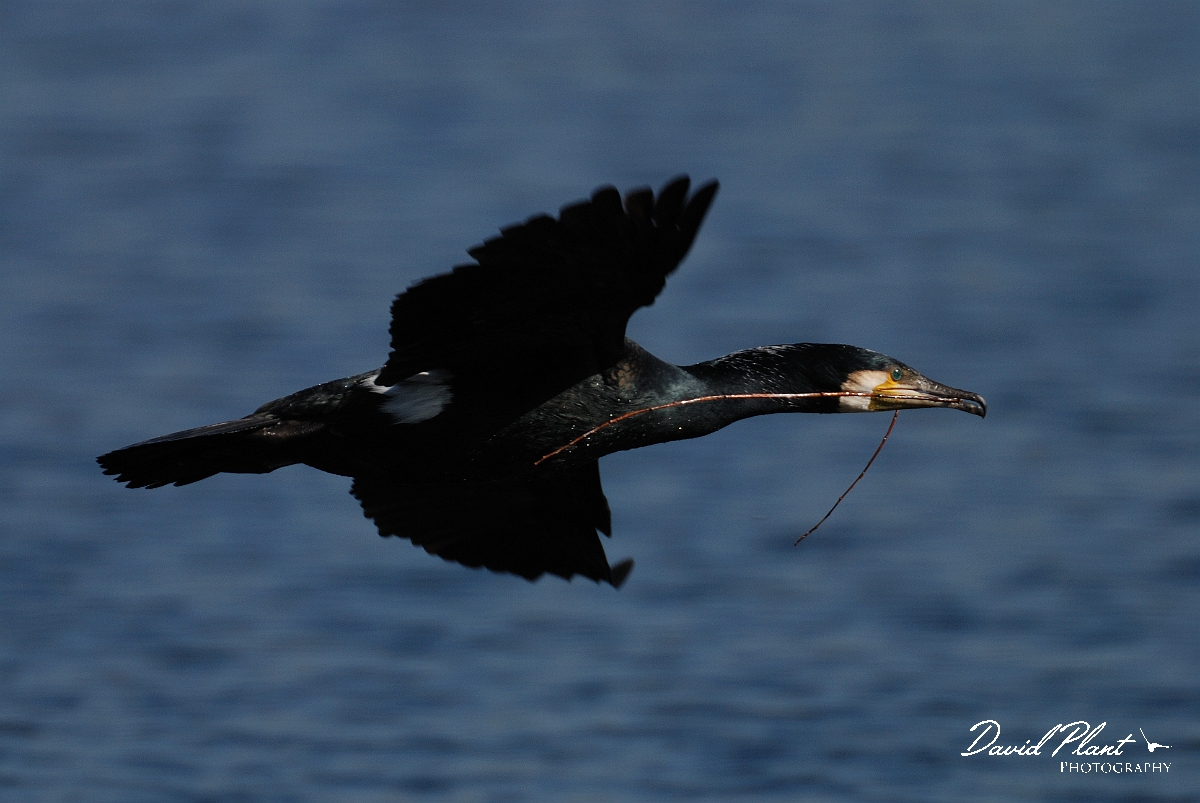 David Plant Photography - Wildlife Photographer - Cormorant in flight - D.jpg - Cormorant flying - Welney
