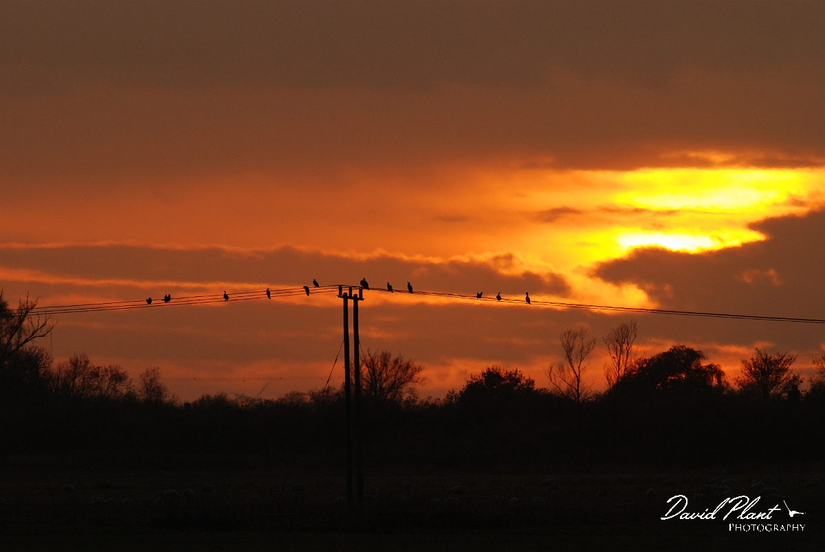 David Plant Photography - Wildlife Photographer - Cormorants on a wire at sunset - C.JPG - Cormorant on a wire at sunset - Welney