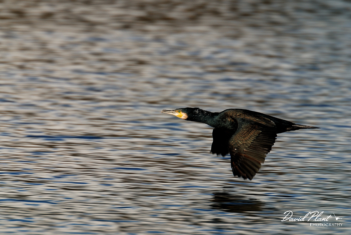 David Plant Photography - Wildlife Photography - Cormorant - F.jpg - Cormorant in flight - Cambridgeshire