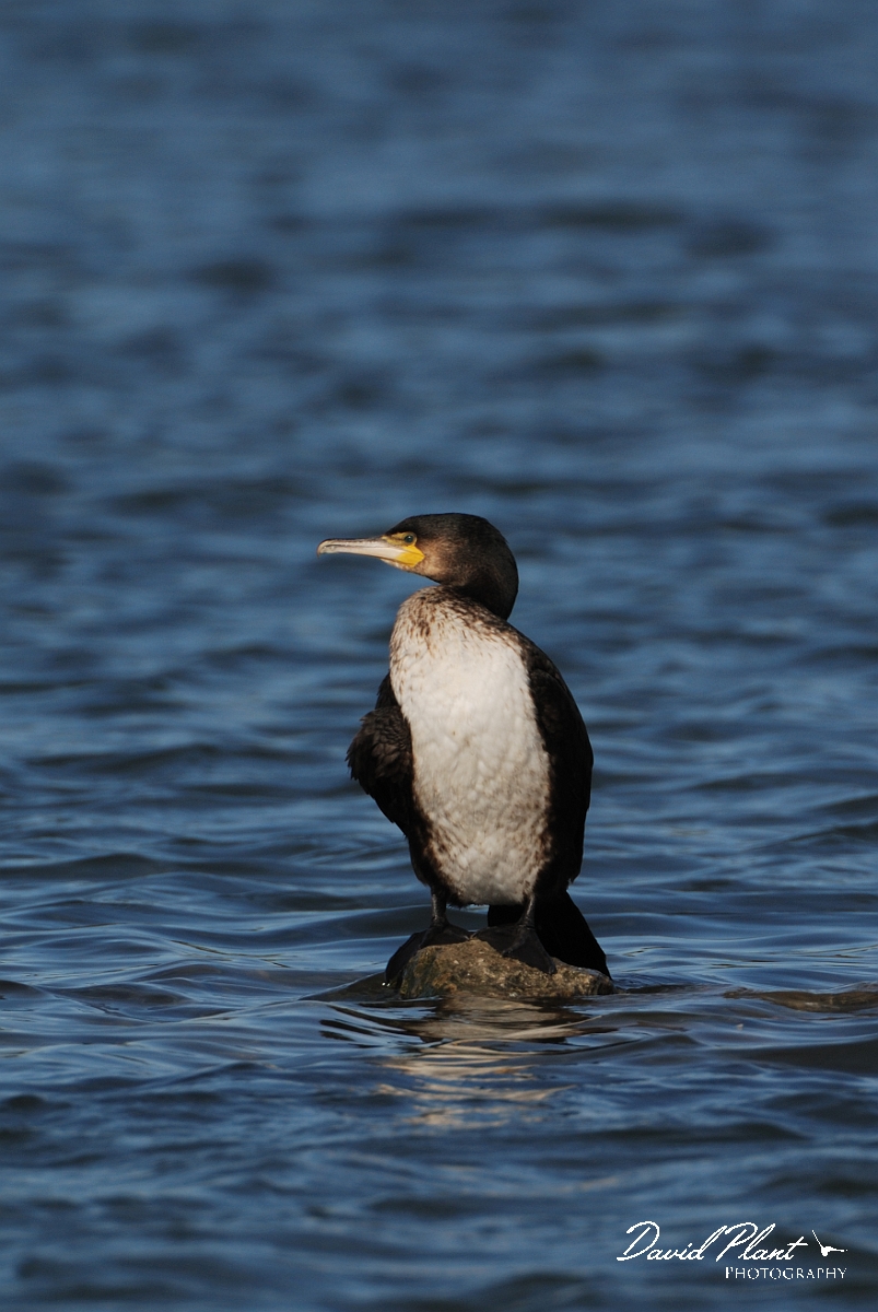 David Plant Photography - Wildlife Photography - Cormorant - G.jpg - Cormorant, juvenile - Dorset