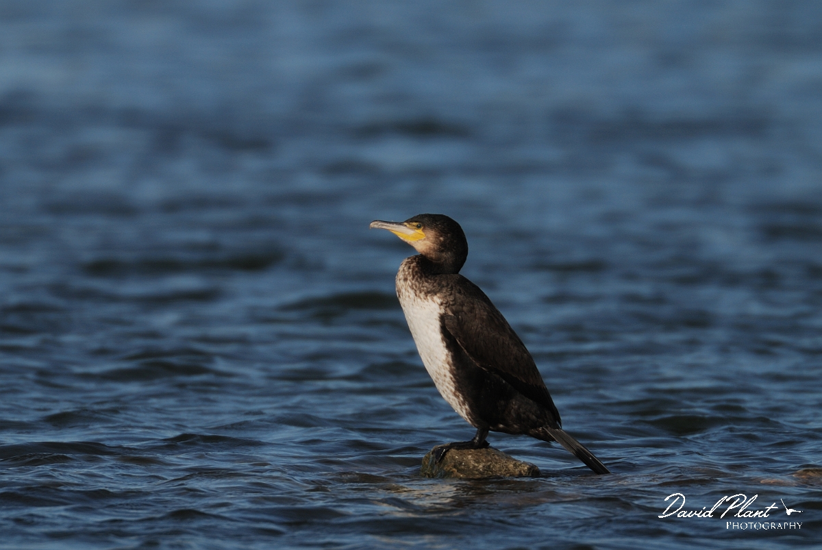 David Plant Photography - Wildlife Photography - Cormorant - H.jpg - Cormorant, juvenile - Dorset