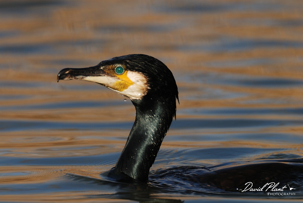 David Plant Photography - Wildlife Photography - Cormorant - I.jpg - Cormorant swimming - Dorset