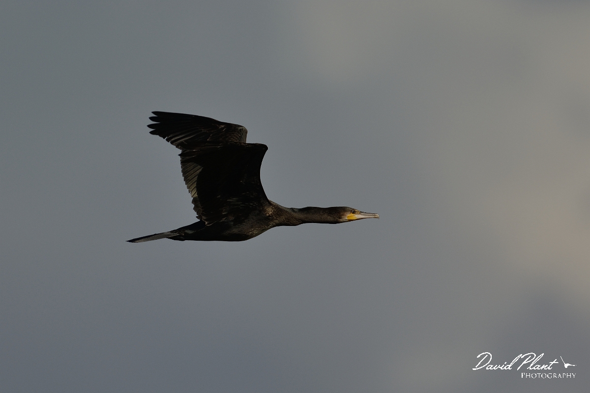 David Plant Photography - Wildlife Photography - Cormorant - K.jpg - Cormorant in flight - Norfolk