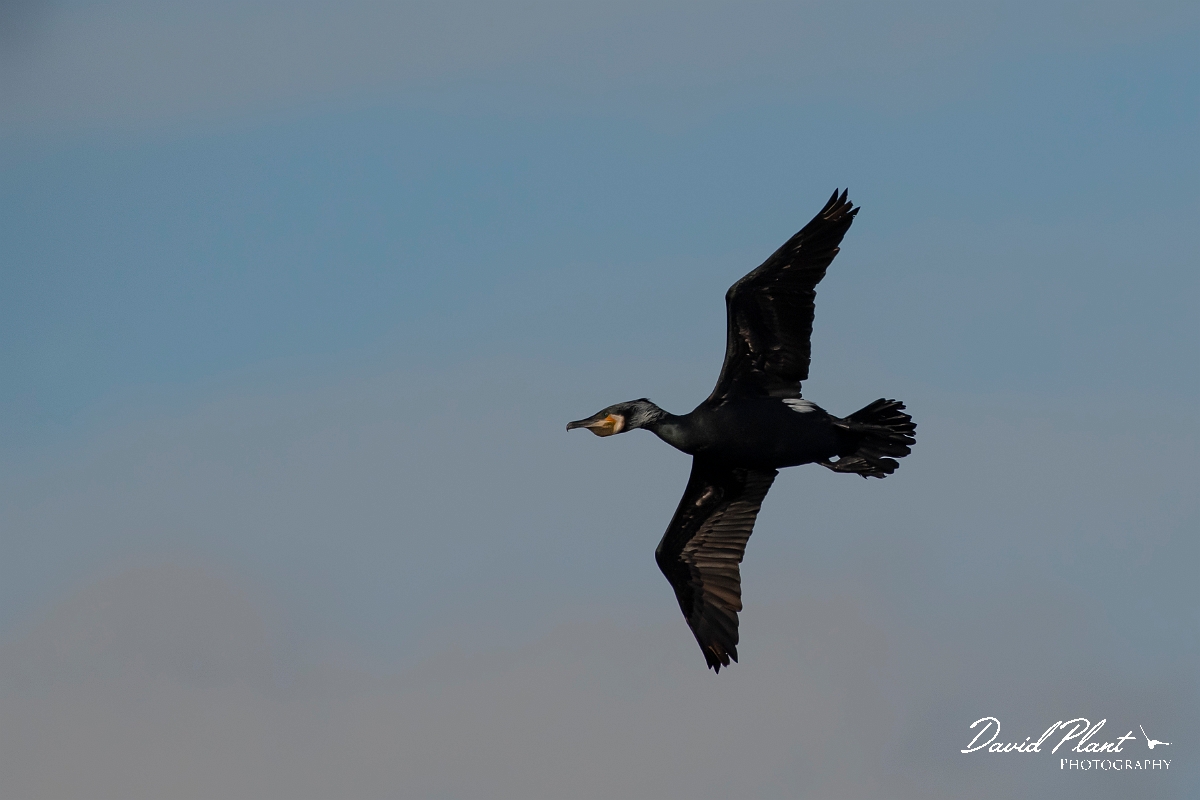 David Plant Photography - Wildlife Photography - Cormorant - L.jpg - Cormorant in flight - Cambridgeshire