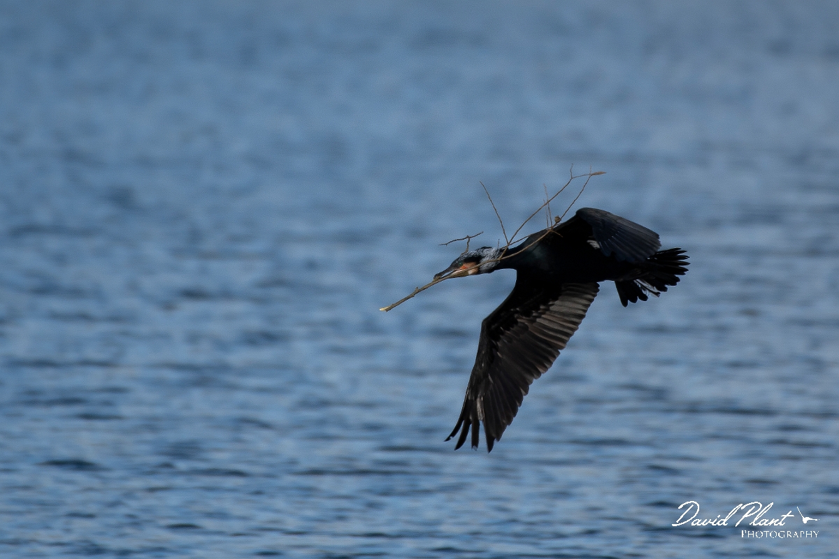 David Plant Photography - Wildlife Photography - Cormorant - M.jpg - Cormorant in flight - Cambridgeshire