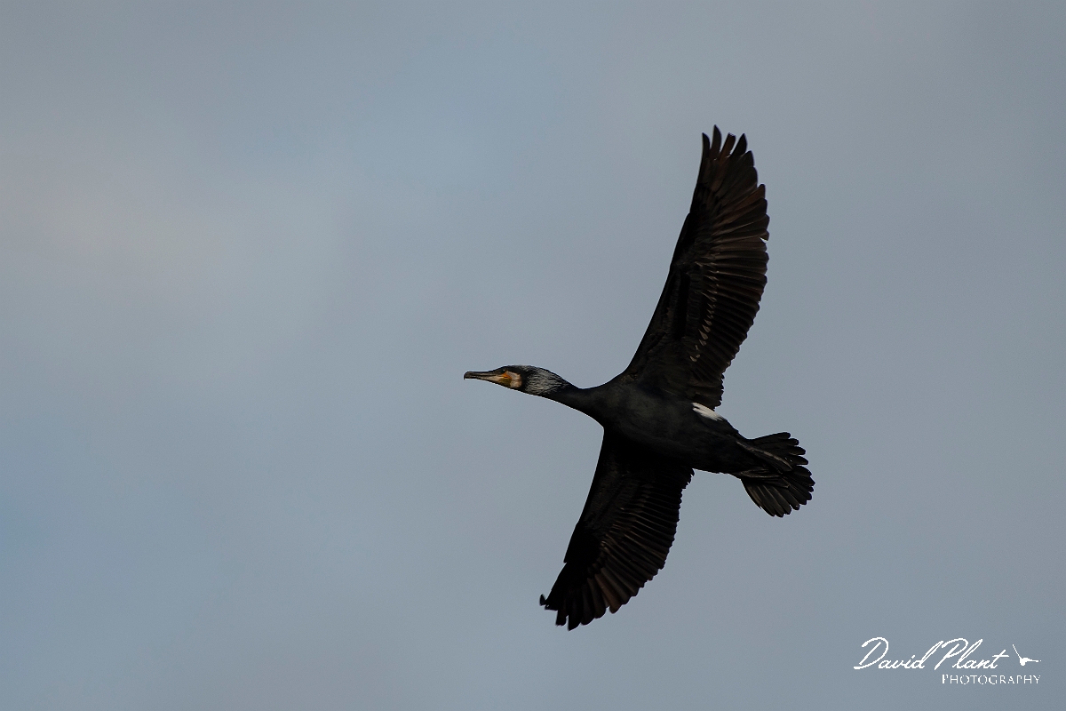 David Plant Photography - Wildlife Photography - Cormorant - N.jpg - Cormorant in flight - Cambridgeshire