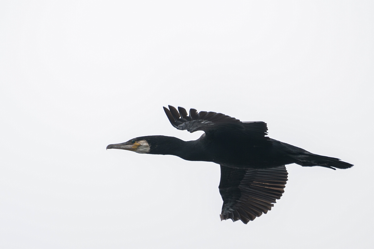 David Plant Photography - Wildlife Photography - Cormorant - P.jpg - Cormorant - Cornwall