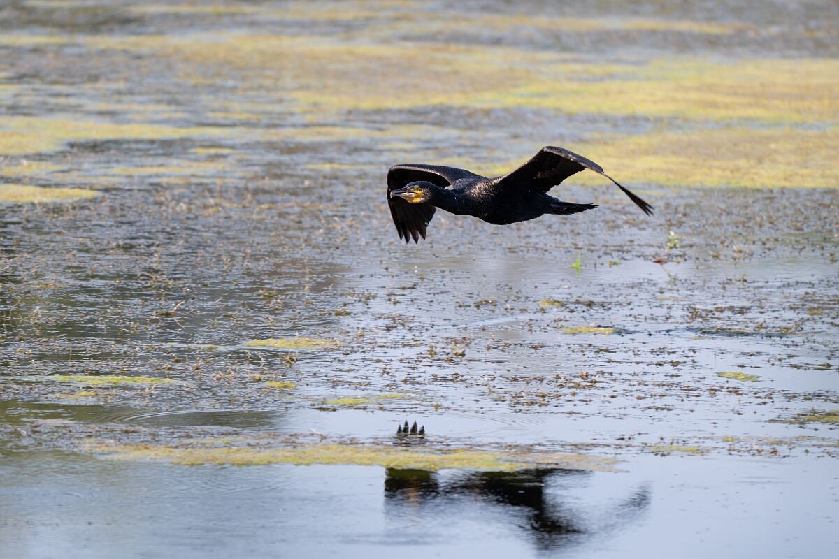 David Plant Photography - Wildlife Photography - Cormorant - Q.jpg - Cormorant - Cambridgeshire