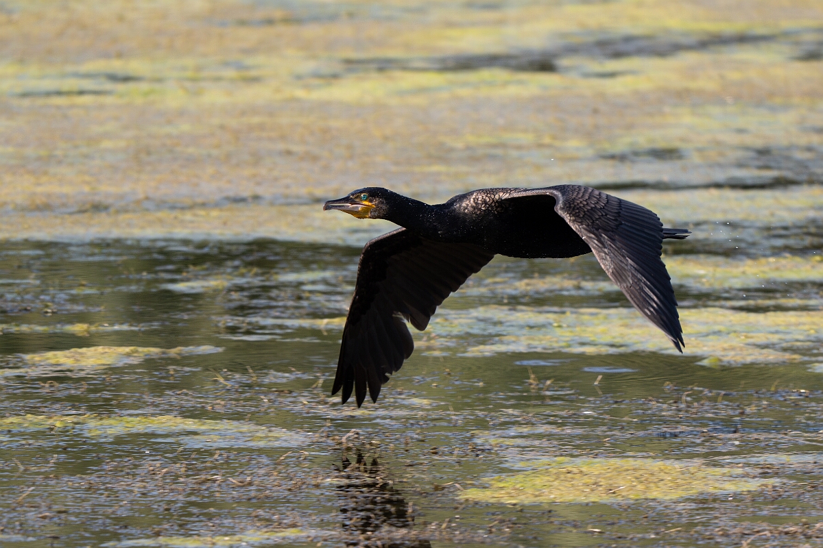 David Plant Photography - Wildlife Photography - Cormorant - R.jpg - Cormorant - Cambridgeshire