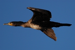 David Plant Photography - Wildlife Photographer - Cormorant in flight - A