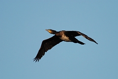 David Plant Photography - Wildlife Photographer - Cormorant in flight - B