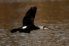 David Plant Photography - Wildlife Photography - Cormorant - E