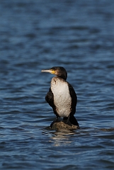David Plant Photography - Wildlife Photography - Cormorant - G