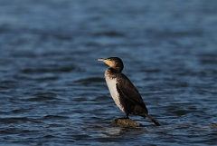 David Plant Photography - Wildlife Photography - Cormorant - H