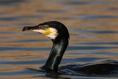 David Plant Photography - Wildlife Photography - Cormorant - I