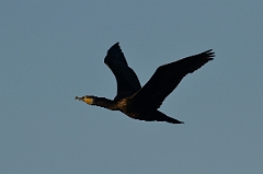 David Plant Photography - Wildlife Photography - Cormorant - J