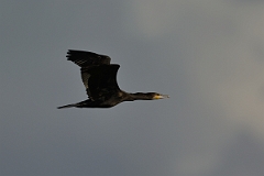 David Plant Photography - Wildlife Photography - Cormorant - K