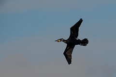 David Plant Photography - Wildlife Photography - Cormorant - L
