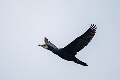 David Plant Photography - Wildlife Photography - Cormorant - O