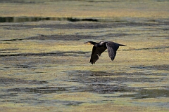 David Plant Photography - Wildlife Photography - Cormorant - S