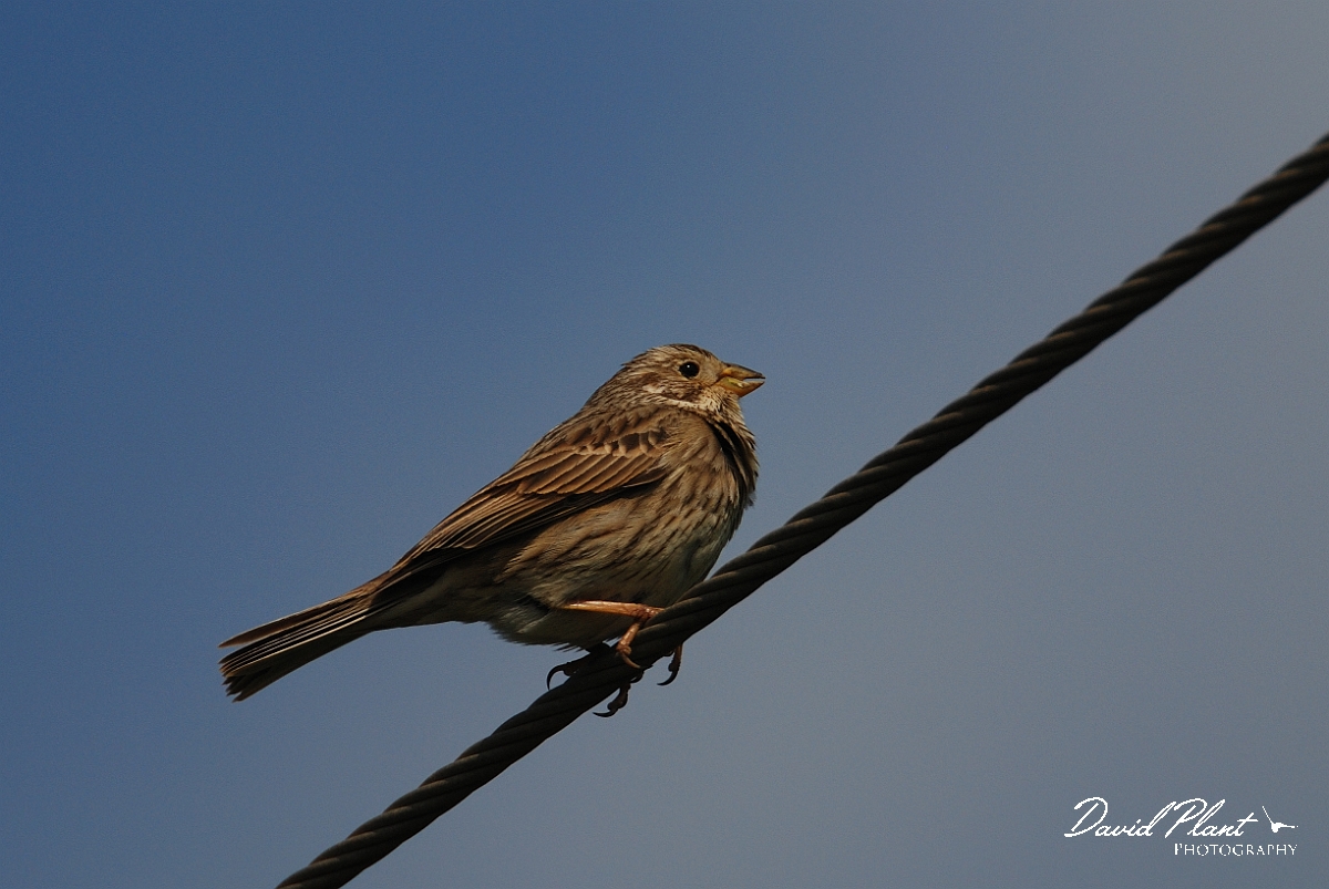 David Plant Photography - Wildlife Photography - Corn bunting - A.jpg - Corn bunting on wire - Cambridegshire