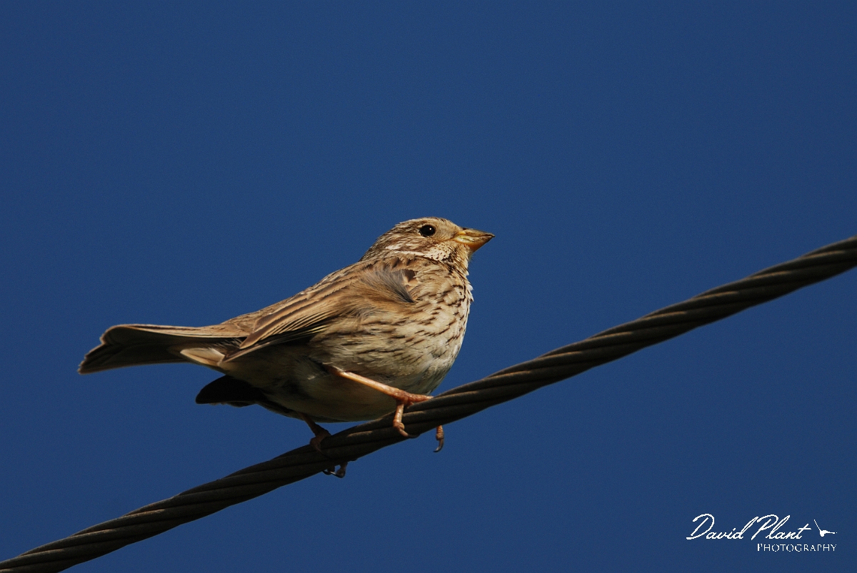 David Plant Photography - Wildlife Photography - Corn bunting - B.jpg - Corn bunting on wire - Cambridegshire