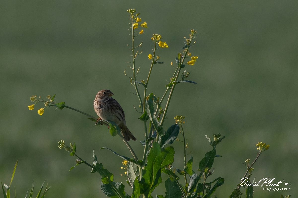 David Plant Photography - Wildlife Photography - Corn bunting - E.JPG - Corn bunting - Kent