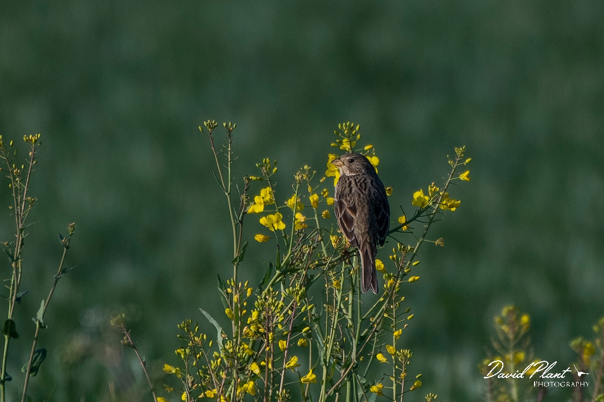 David Plant Photography - Wildlife Photography - Corn bunting - G.JPG - Corn bunting - Kent