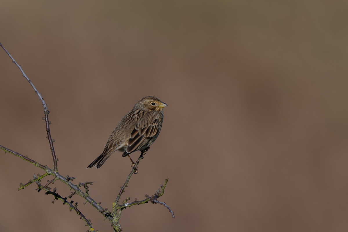 David Plant Photography - Wildlife Photography - Corn bunting - J.jpg - Corn bunting - Essex