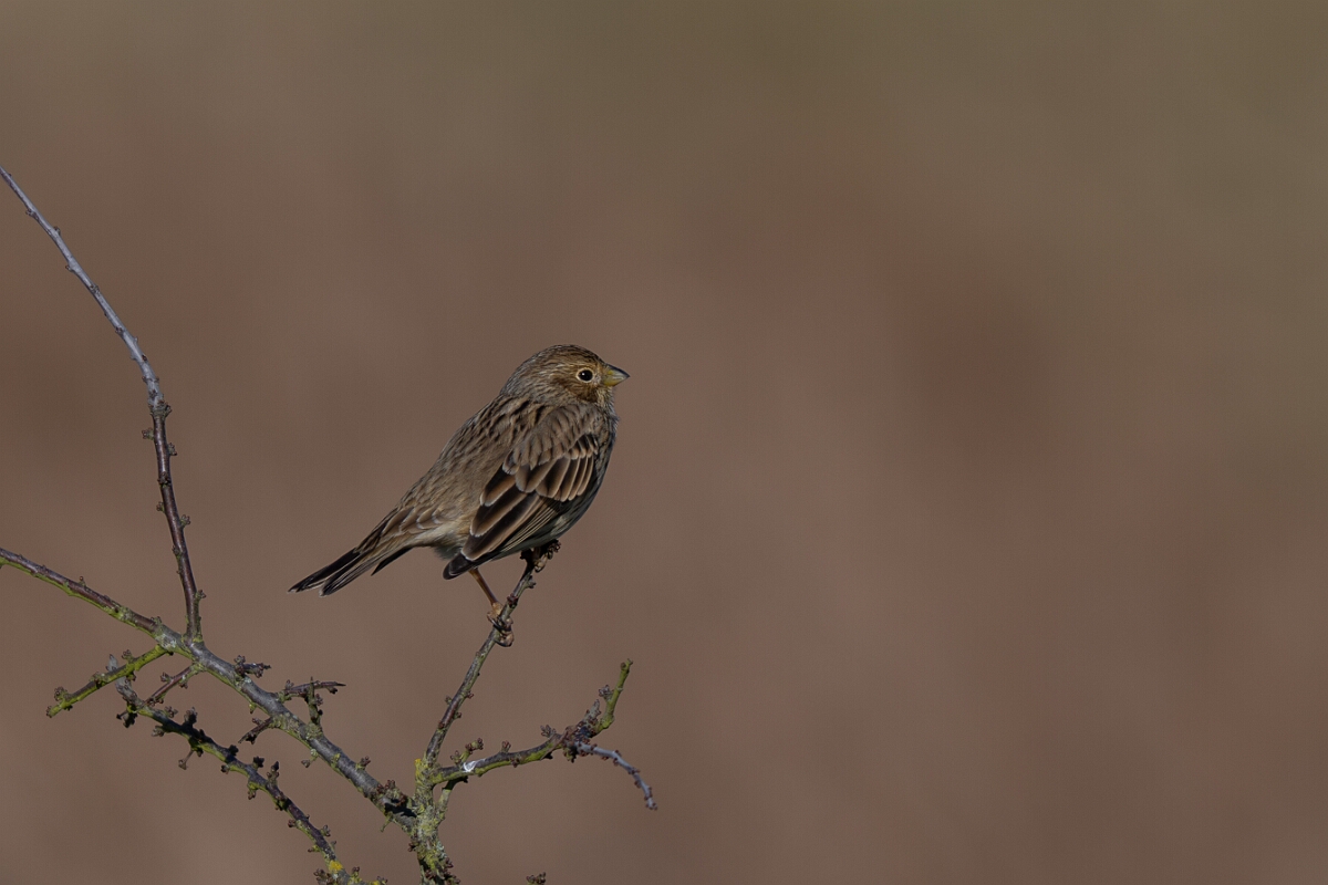 David Plant Photography - Wildlife Photography - Corn bunting - K.jpg - Corn bunting - Essex