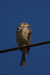 David Plant Photography - Wildlife Photography - Corn bunting - C