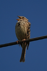 David Plant Photography - Wildlife Photography - Corn bunting - D