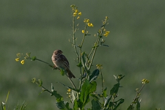 David Plant Photography - Wildlife Photography - Corn bunting - E