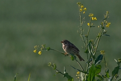David Plant Photography - Wildlife Photography - Corn bunting - F