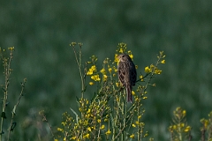 David Plant Photography - Wildlife Photography - Corn bunting - G