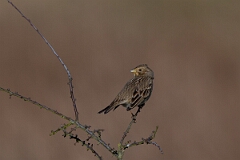 David Plant Photography - Wildlife Photography - Corn bunting - L