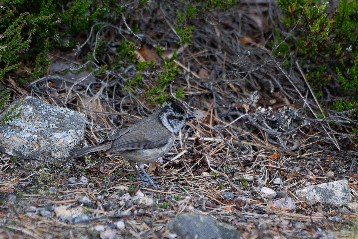 David Plant Photography - Wildlife Photography - Crested tit - B.jpg - Crested tit, Lophophanes cristatus - Highland