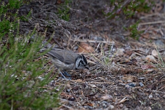 David Plant Photography - Wildlife Photography - Crested tit - A